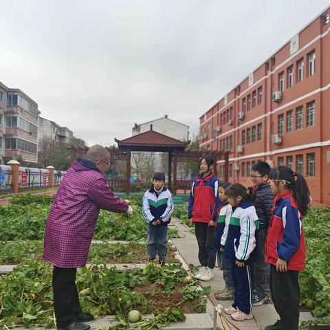 拔呀拔呀拔萝卜，劳动教育欢乐多——故县中心小学开展“拔萝卜”劳动实践活动