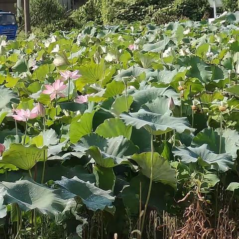 映日荷花别样红 爱心延续少年郎——服务第十三站   翠阳村