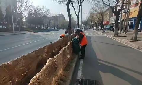 褪去“防寒装”街景更美丽 海港区园林绿化中心开展防寒拆除工作