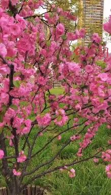 汤河公园—繁花似锦绘春彩