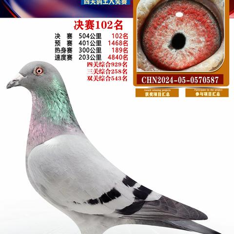 扬州福联翱翔赛鸽101-200名