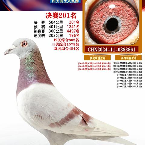 扬州福联翱翔赛鸽201-300名