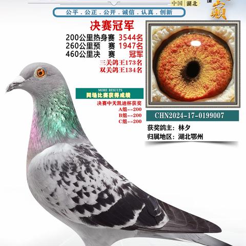 湖北鸿顺祥赛鸽公棚1-50名