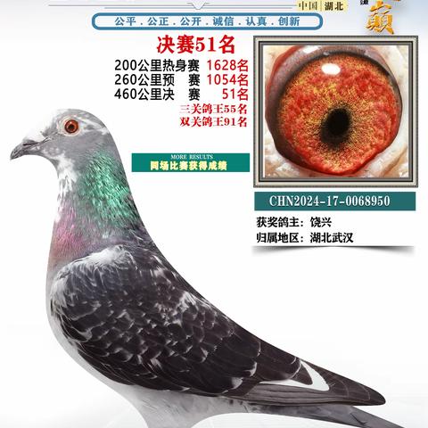 湖北鸿顺祥赛鸽公棚51-100名