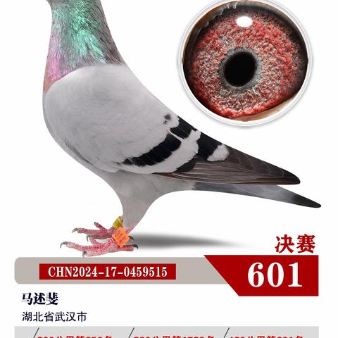 湖北博达春季赛鸽公棚601-650名