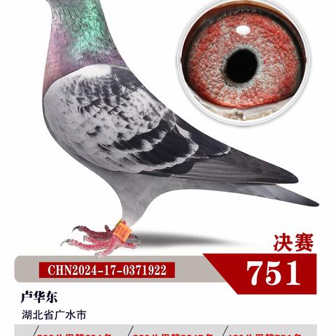 湖北博达春季赛鸽公棚751-800名