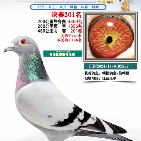 湖北鸿顺祥赛鸽公棚201-250名