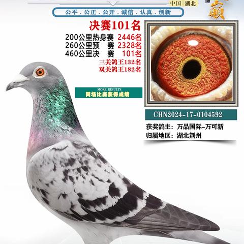 湖北鸿顺祥赛鸽公棚101-150名