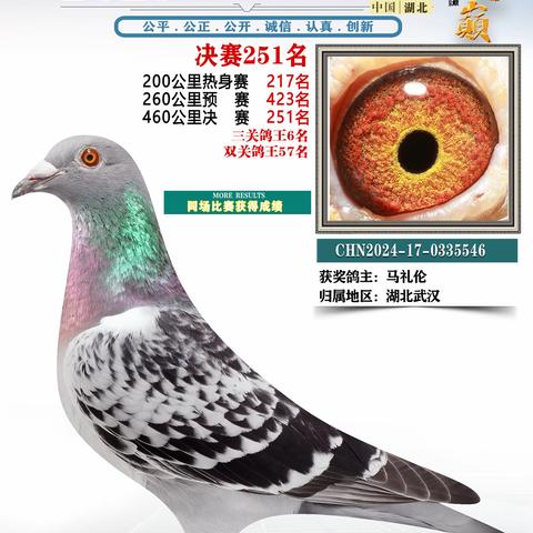 湖北鸿顺祥赛鸽公棚251-261名