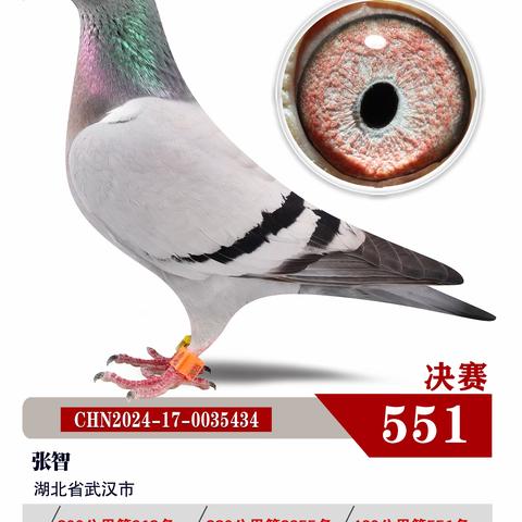 湖北博达春季赛鸽公棚551-600名