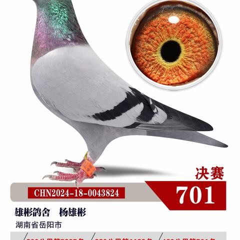 湖北博达春季赛鸽公棚701-750名