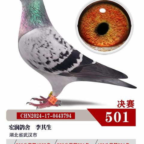 湖北博达春季赛鸽公棚501-550名