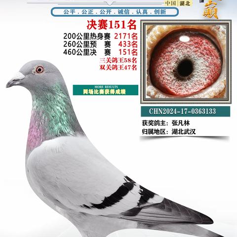 湖北鸿顺祥赛鸽公棚151-200名