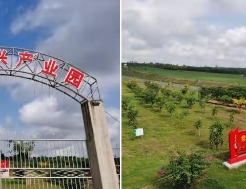 “文”鸡起舞 飘香满“塘”——首批文塘村振兴产业园林下走地鸡正式售罄