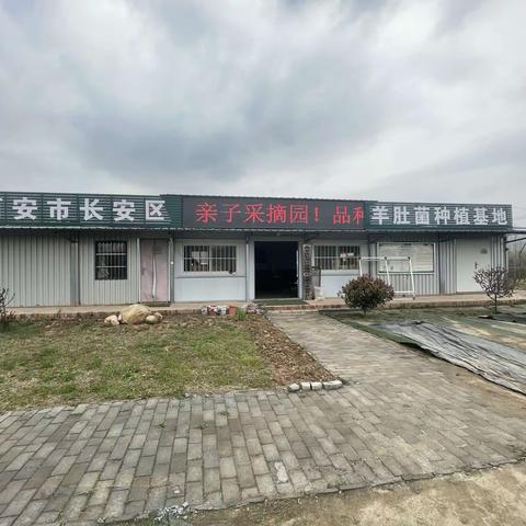 线上线下齐发力 助农销售促增收—魏寨供销社开展助农帮销活动