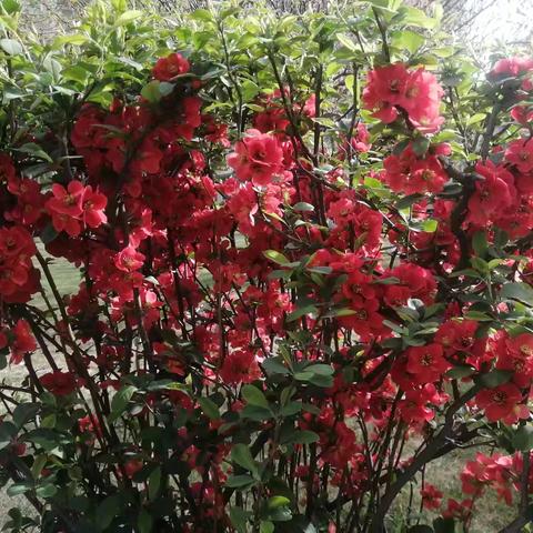 南桥庭院4月份物业工作简报