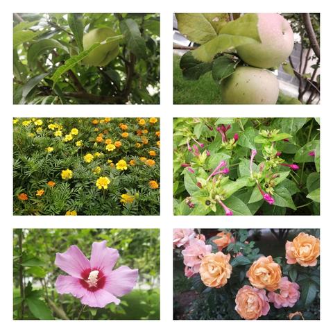 南桥庭院8月份物业工作简报