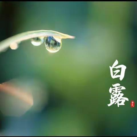 二十四节气——白露（中一班）