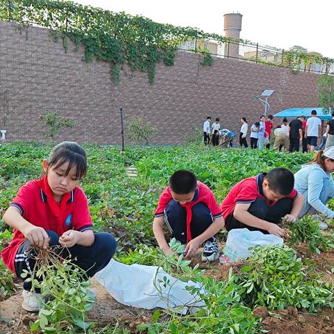 探本草之趣 悟劳动之美——石家庄市井陉矿区天护小学摘花生活动纪实