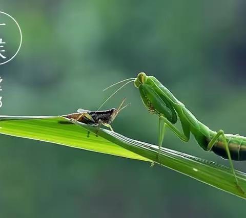 【忙而不茫，绽放光芒】二十四节气之芒种——城赵二幼大二班