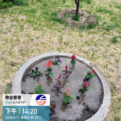 民乐福园小区物业园区种花清理草坪内杂草
