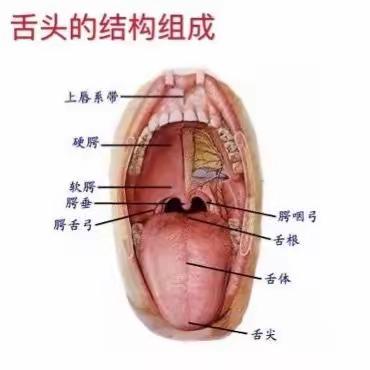 大班健康：《舌头本领大》