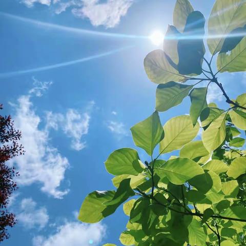 星星火炬我点燃，大队干部我竞选——郯城县第五实验小学大队委预选活动