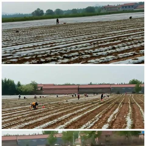 古韩镇5月3日工作动态