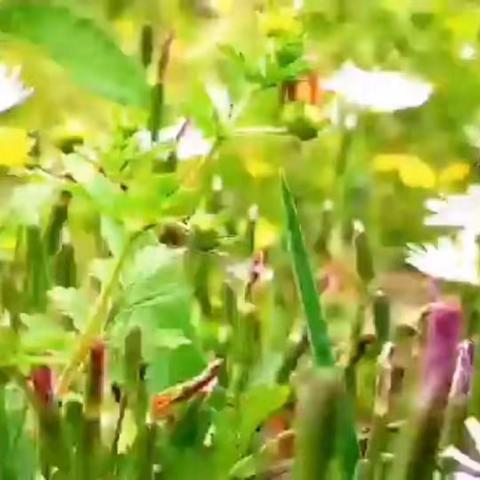 城南小学2024年秋季招生开始啦