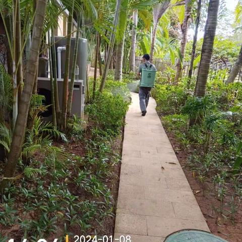 三亚海棠湾天房洲际度假酒店关于2024年01月08日深入开展《关于认真抓好杀灭越冬成蚊》第三轮清理蚊媒孳生地行动报告