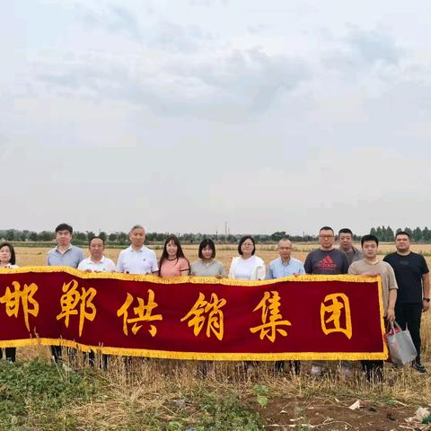 麦田闪耀志愿红 助力“三夏”保丰收——邯郸供销集团开展6月主题党日活动