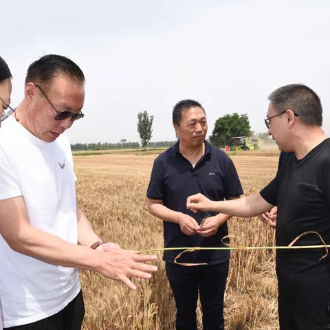 市社三级调研员李晓魁率队到大名县、馆陶县督导调研夏收夏种工作