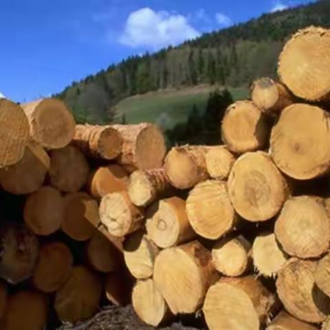 木材进口清关详细流程