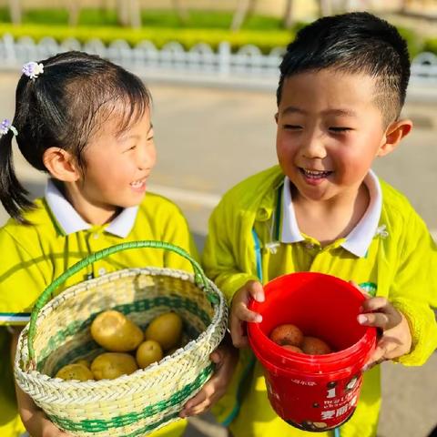 上合实幼小三班班本课程—土豆🥔成长记🌟