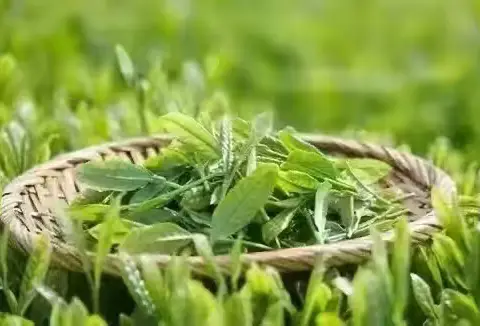 大三班班本课程《茶香悠悠》系列（一）《寻茶缘》