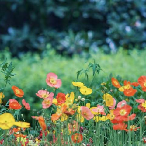 我与小种子有个“约定”——大三班