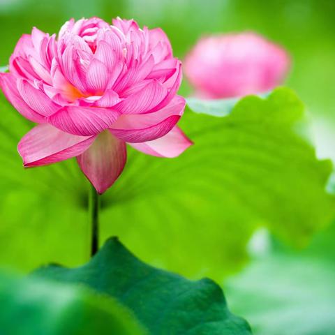 全环境立德树人  ｜  精彩一夏  “语”你同行——东湖小学五年级语文特色作业展示