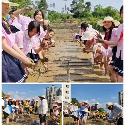 【课题动态】芬芳宣小劳动美，稻花香里说丰年——宣风镇中心学校2023年少先队员农耕劳动体验活动纪实