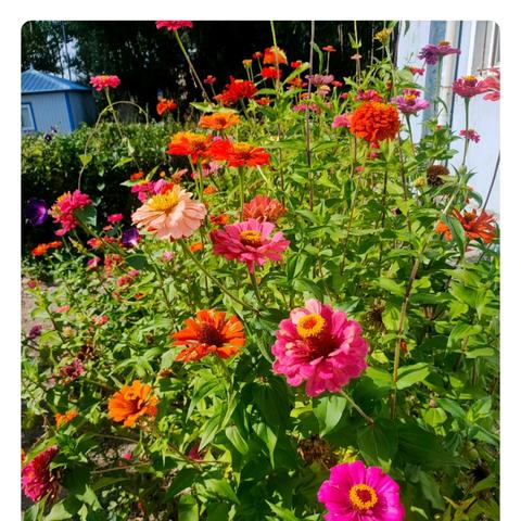 “ 田间课堂庆丰收 手捧硕果知辛劳”—农场学校丰收节纪实