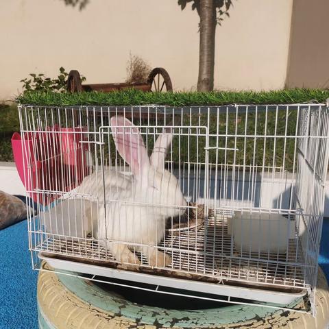 【二幼】萌兔认养啦🐇