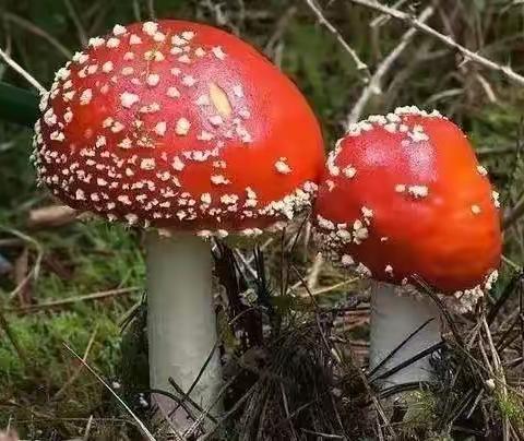 《羊狮幕学校.安全篇》羊狮幕学校关于预防野生蘑菇中毒致家长的一封信