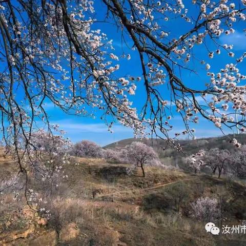 史运玲 || 汝州北山杏花记