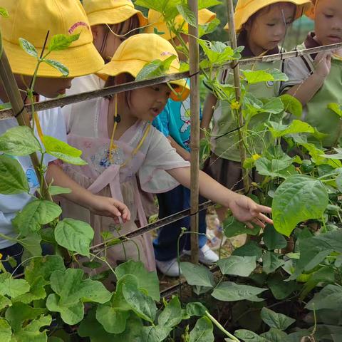 七星瓢虫的秘密——琼海市万泉镇中心幼儿园中一班班本课程