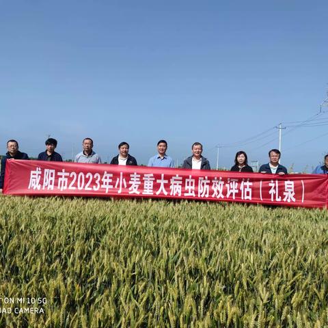 咸阳市小麦“一喷三防”评估组来我县进行防效评估