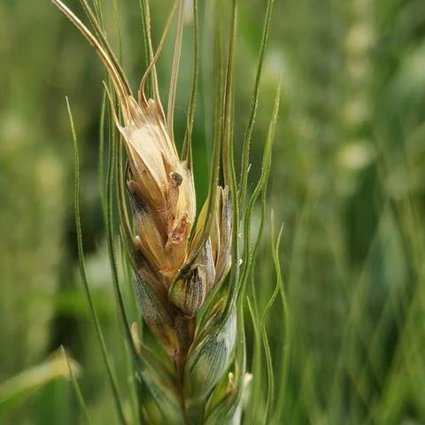 礼泉县小麦“一喷三防”技术明白纸