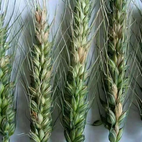 抢抓雨后防治时机  做好小麦赤霉病二次防控