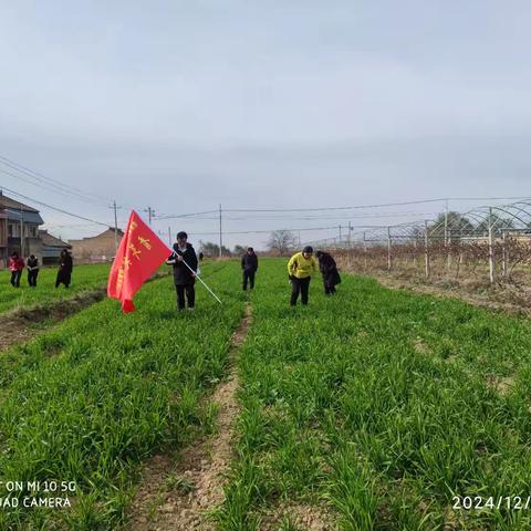 省植保站青年突击队 来礼实地调查小麦条锈病