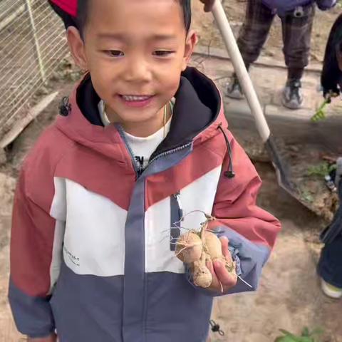 土豆奇遇记——平罗五幼教育集团自然课程（一）