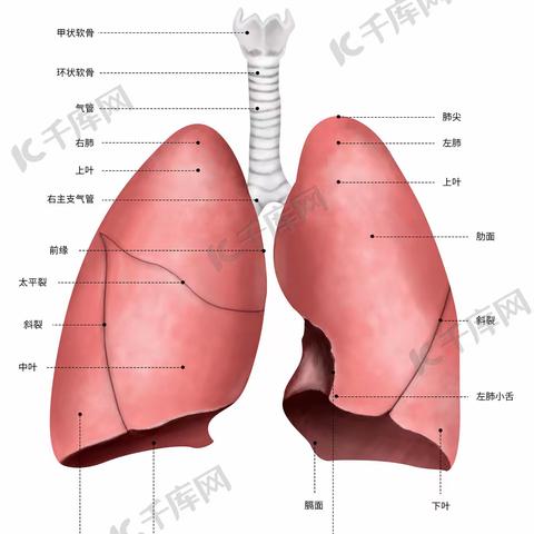 免费肺功能检查，关爱呼吸健康