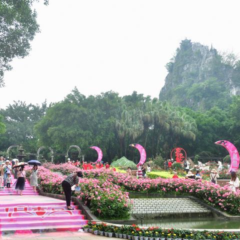 五月，鲜花的月份，月季花的节日！桂林虞山公园月季花节的花！